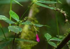 Spigelia pedunculata