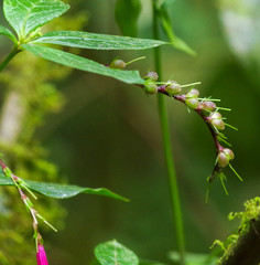 Spigelia pedunculata