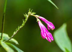 Spigelia pedunculata