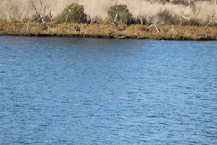 Podiceps nigricollis