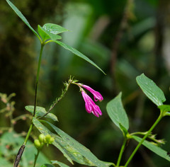 Spigelia pedunculata