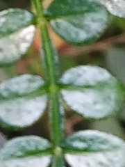 Zanthoxylum beecheyanum