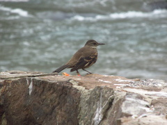 Cinclodes taczanowskii