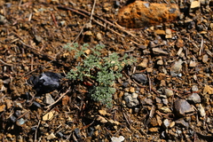 Lomatium cuspidatum