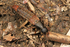Platydracus mysticus