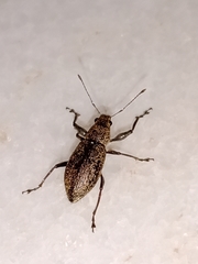 Naupactus versatilis