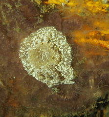 Goniodoris castanea