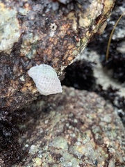 Acanthinucella punctulata