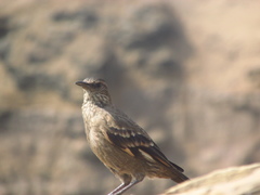 Cinclodes taczanowskii