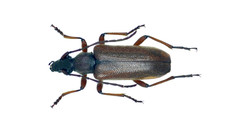 Acmaeopsoides rufula