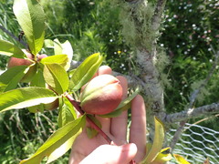 Prunus persica nucipersica