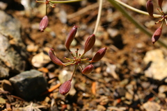 Lomatium cuspidatum
