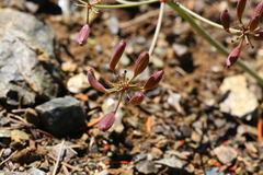 Lomatium cuspidatum