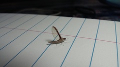 Callibaetis floridanus