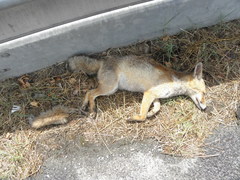 Vulpes vulpes