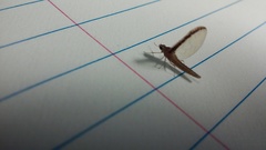 Callibaetis floridanus