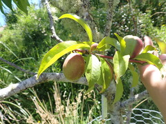 Prunus persica nucipersica