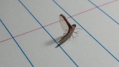 Callibaetis floridanus