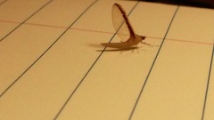 Callibaetis floridanus