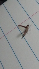 Callibaetis floridanus