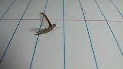 Callibaetis floridanus