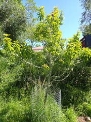 Prunus persica nucipersica
