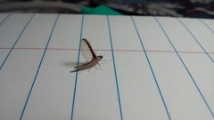 Callibaetis floridanus