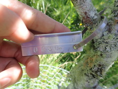 Prunus persica nucipersica