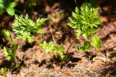 Ligusticum canbyi