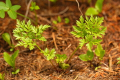 Ligusticum canbyi