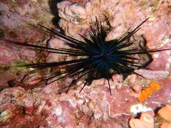 Centrostephanus coronatus