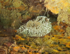 Goniodoris castanea