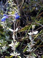 Salvia thymoides