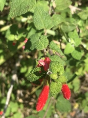 Salvia disjuncta