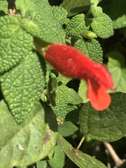 Salvia disjuncta
