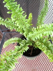 Nephrolepis