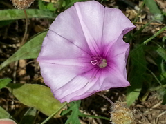 Convolvulus althaeoides althaeoides