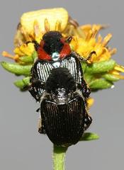 Strigoderma sulcipennis