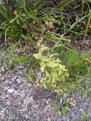 Erythranthe cardinalis