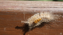 Dasychira chekiangensis