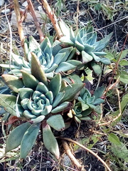 Echeveria heterosepala