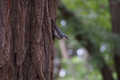 Sitta europaea clara