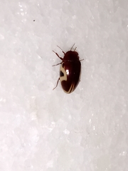 Chelonarium ornatum