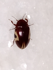 Chelonarium ornatum