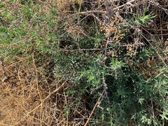 Gypsophila paniculata