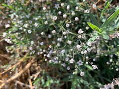 Gypsophila paniculata