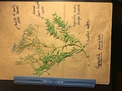 Gypsophila paniculata