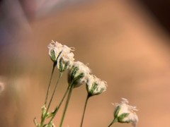 Gypsophila paniculata