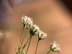 Gypsophila paniculata