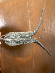 Proboscidea louisianica